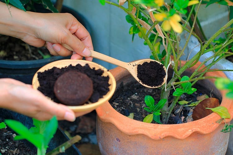 Reusing Coffee Grounds