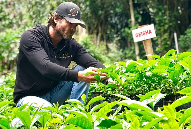 Man Taking Care About Coffee Plants
